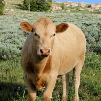 rangeland-cow | AgTerra Technologies, Inc.